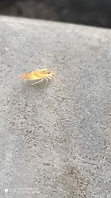 Valenzuela flavidus