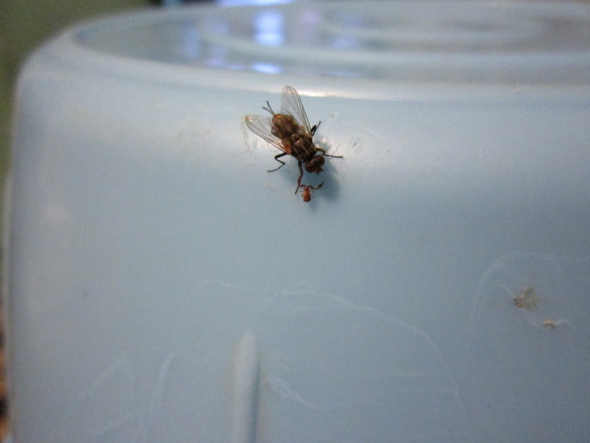 Musca domestica - házi légy