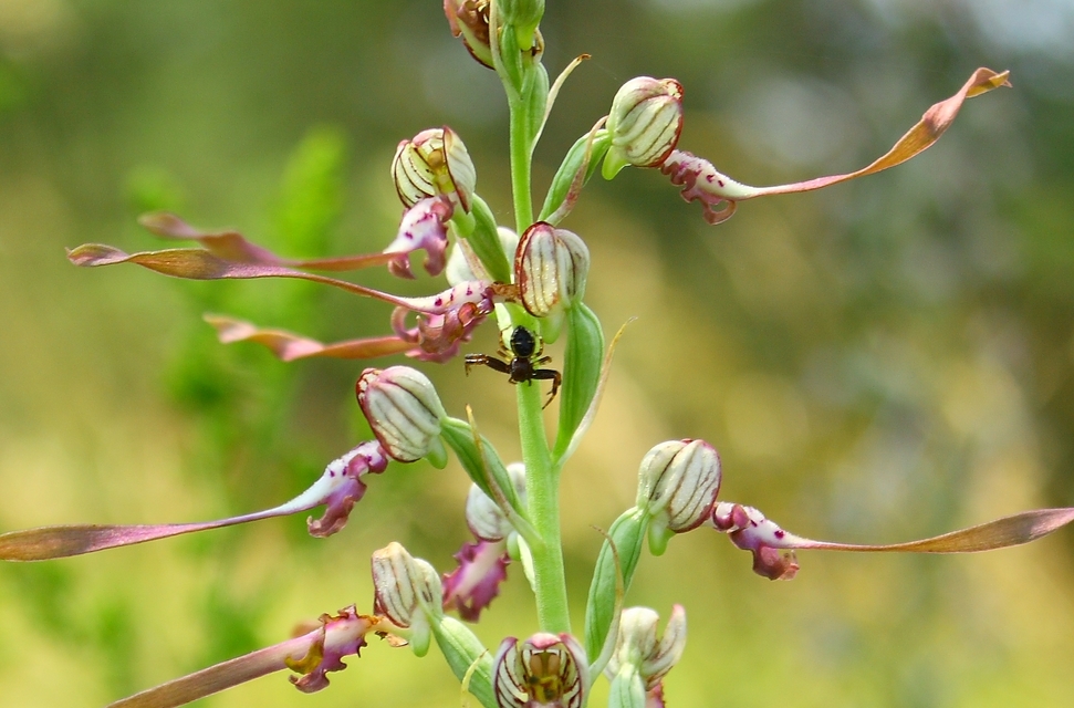 Synema globosum/ornatum