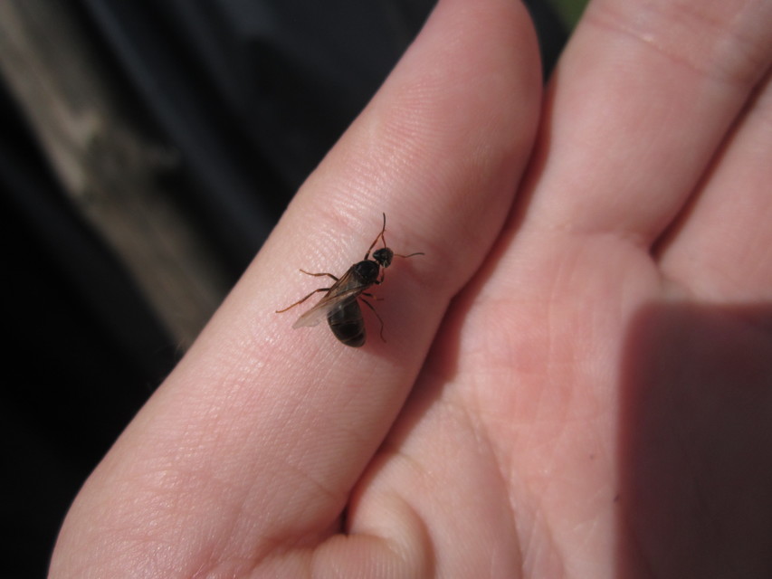 Lasius niger - közönséges feketehangya