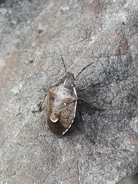 Rubiconia intermedia - bronzos címerespoloska Rubiconia intermedia - bronzos címerespoloska