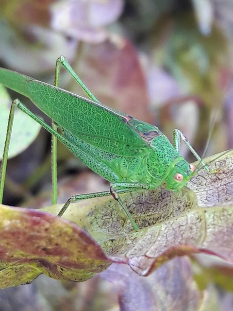 Phaneroptera nana - pontozott repülőszöcske