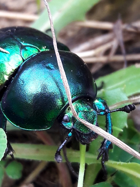 Trypocopris vernalis - tavaszi álganéjtúró