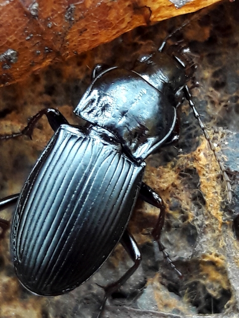 Abax parallelus - karcsú szélesfutó