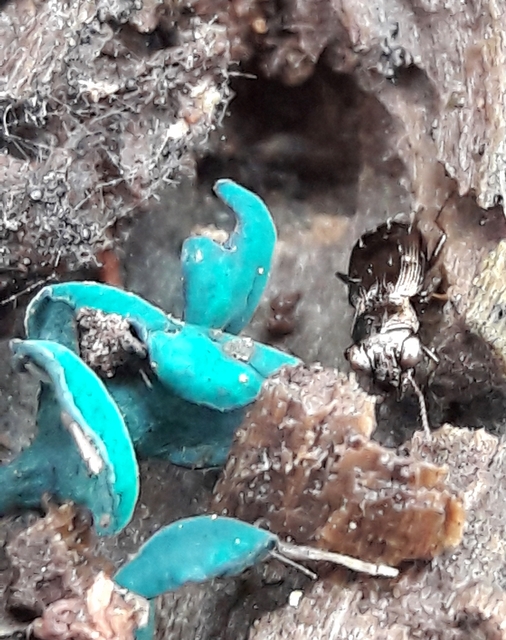 Notiophilus rufipes - vöröslábú szemesfutó