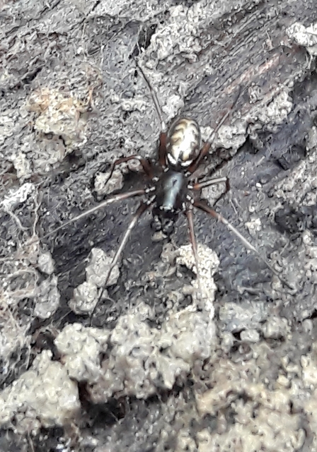Neriene clathrata - rácsozott vitorlapók