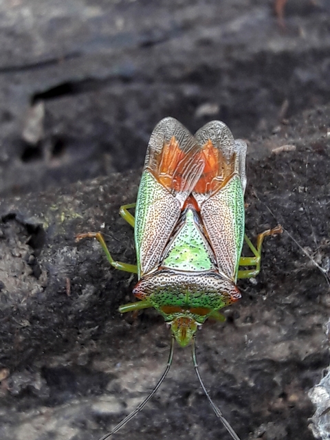 Acanthosoma haemorrhoidale - nagy dajkapoloska Acanthosoma haemorrhoidale - nagy dajkapoloska