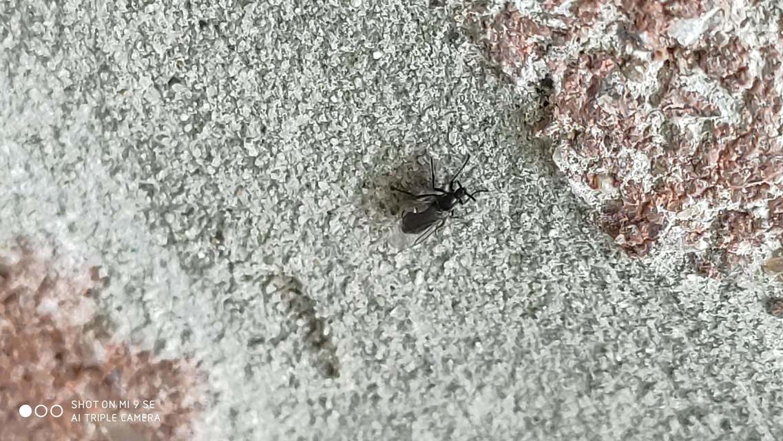 Scatopsidae - lapospotrohú muslicák