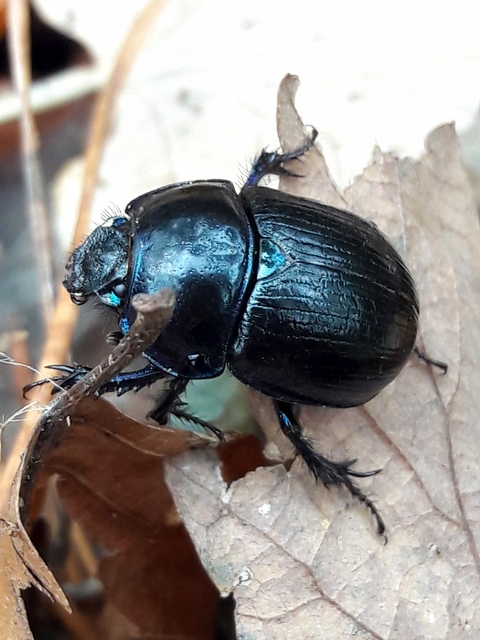 Anoplotrupes stercorosus - erdei álganéjtúró