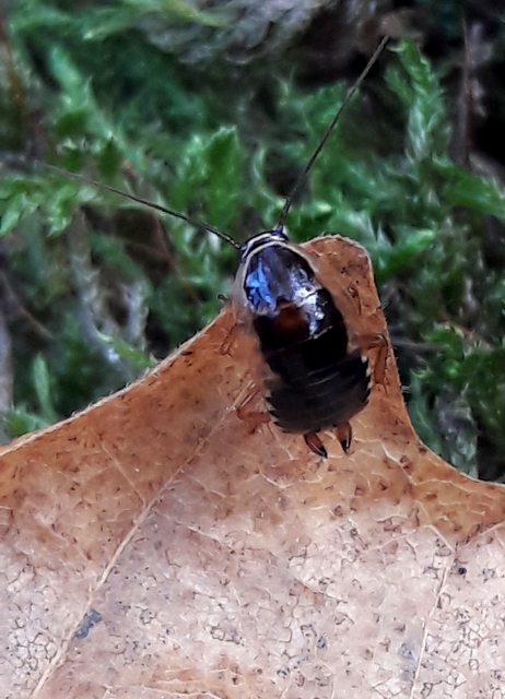 Ectobius sylvestris - fekete erdeicsótány