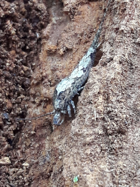 Archaeognatha - Ugróősrovarok