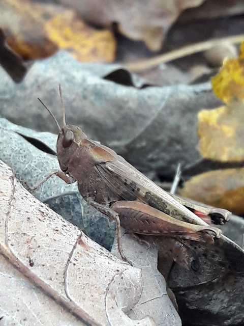 Aiolopus strepens - déli áttelelősáska