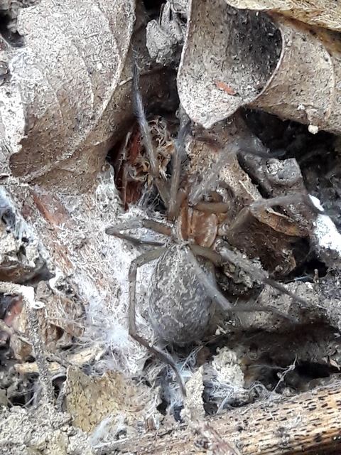 Eratigena agrestis - réti zugpók
