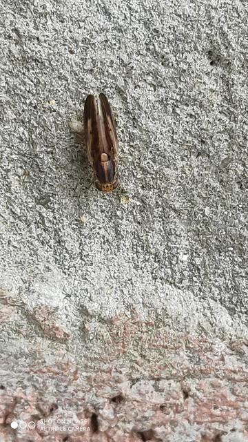 Peplomyza intermedia