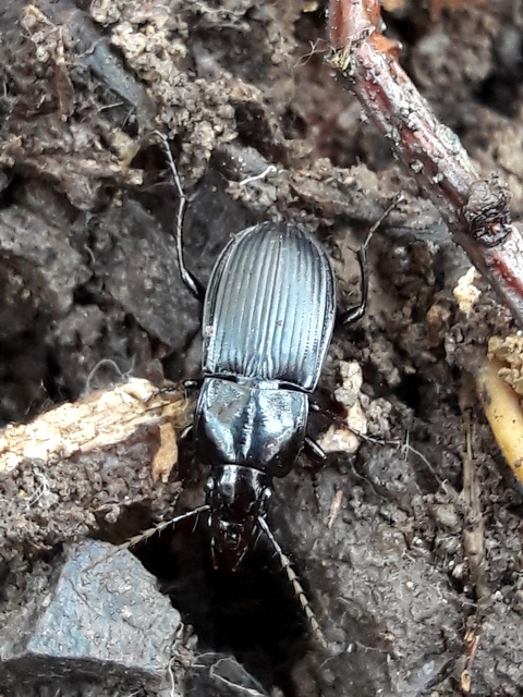 Abax carinatus - bordás szélesfutó