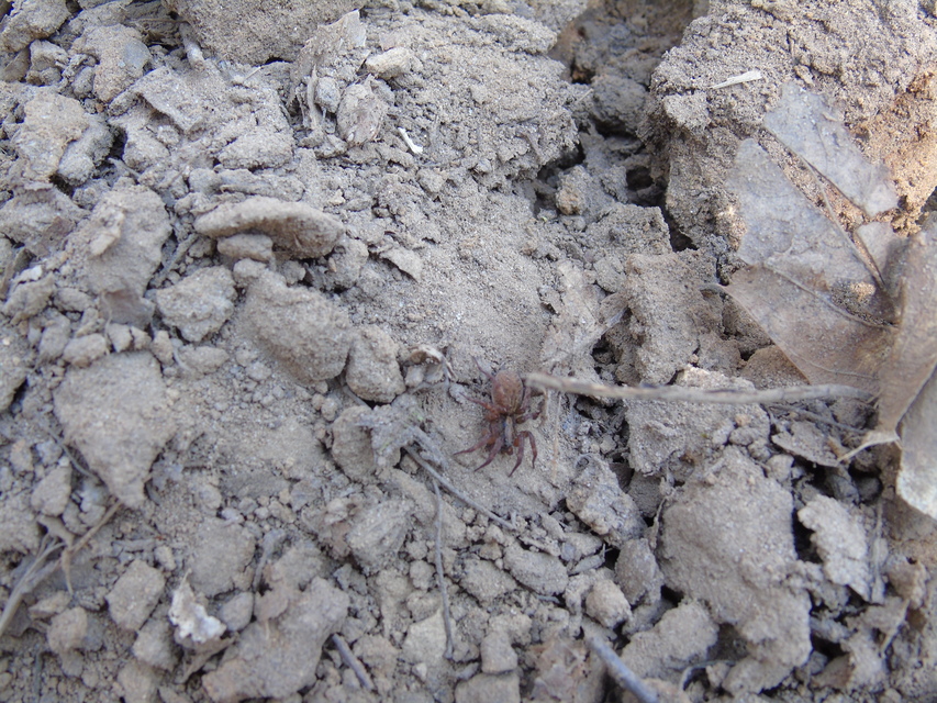 Trochosa
