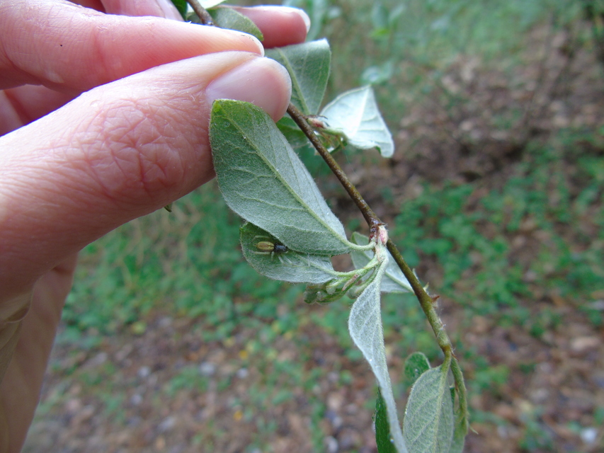 Cheiracanthium erraticum - csíkos dajkapók