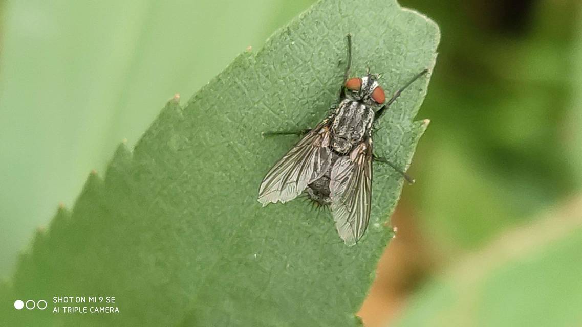 Sarcophagidae - húslégyfélék