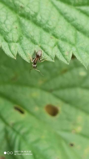 Lasius
