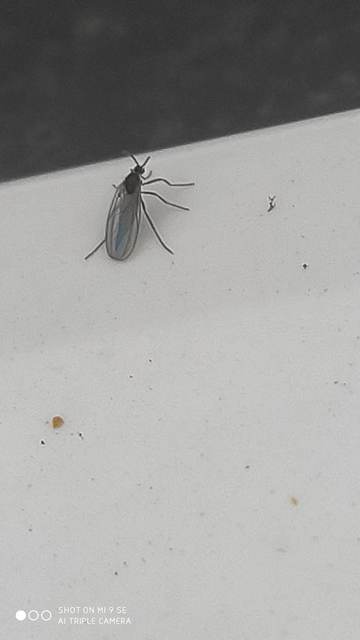 Cecidomyiidae - gubacsszúnyogok