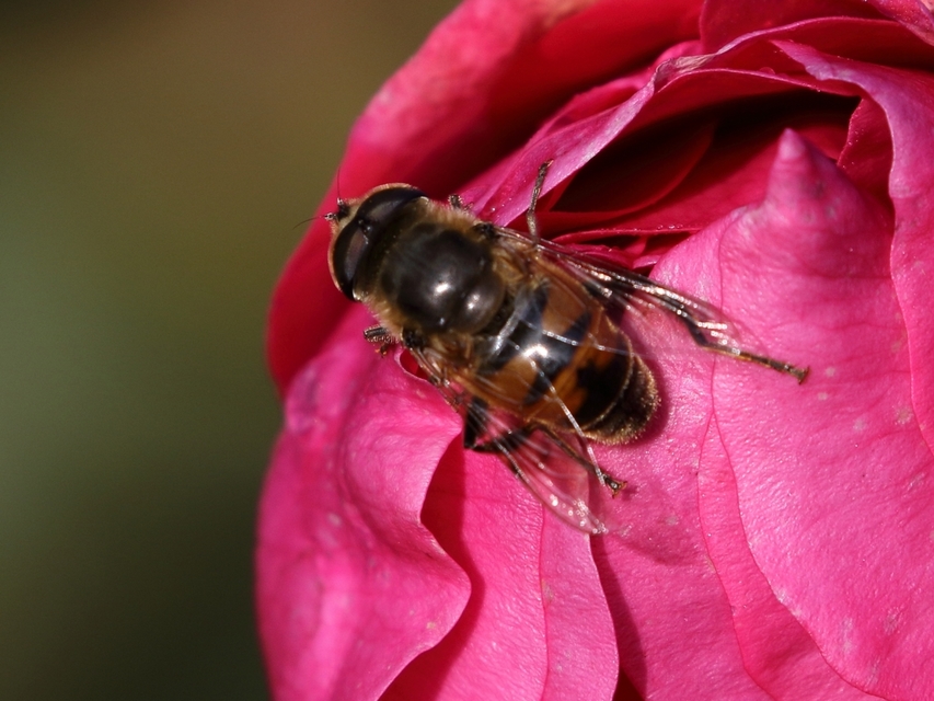 Eristalis tenax - közönséges herelégy