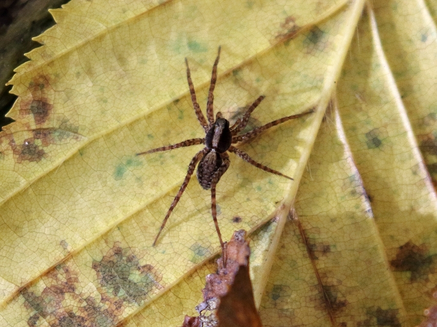 Pardosa alacris/lugubris