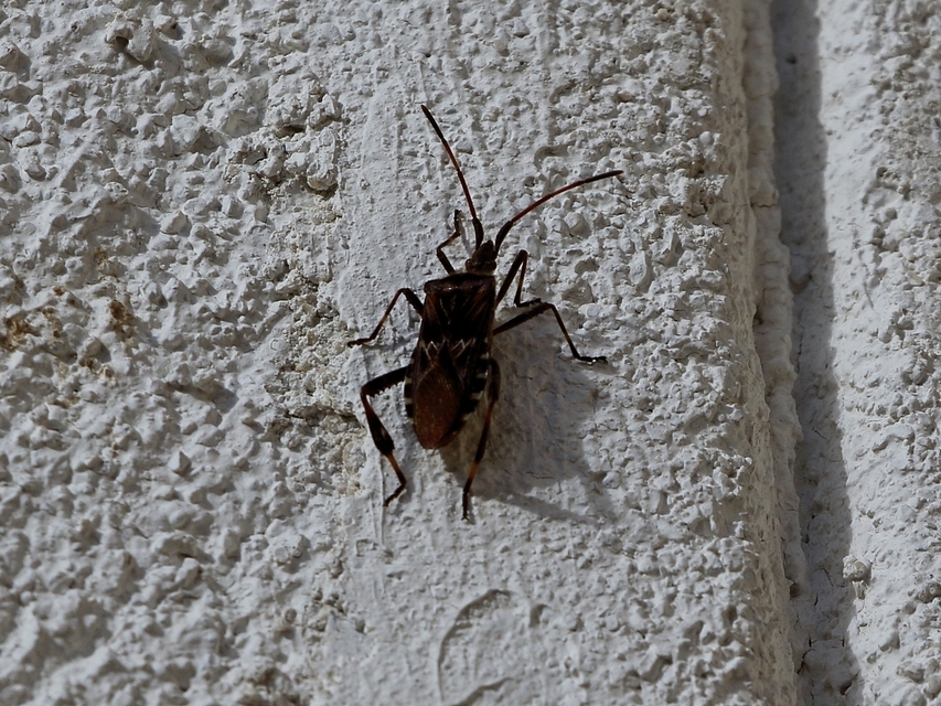 Leptoglossus occidentalis - nyugati levéllábú poloska