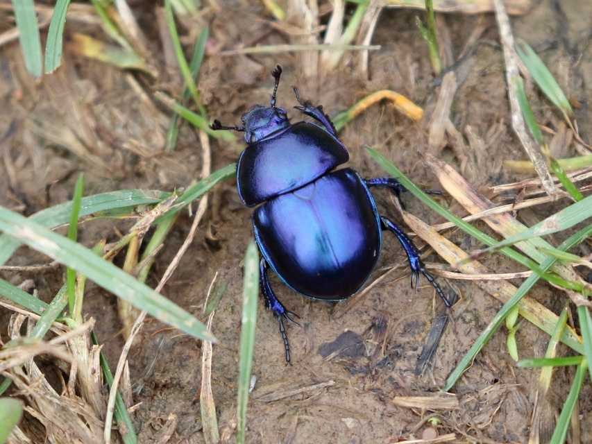 Trypocopris vernalis - tavaszi álganéjtúró