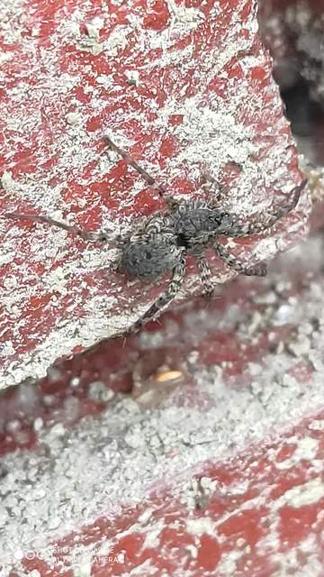 Pardosa hortensis