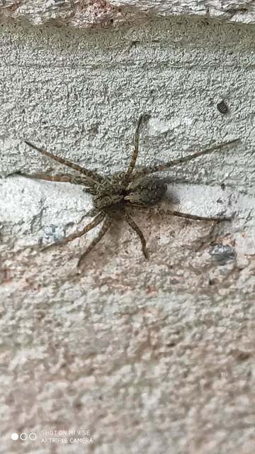 Pardosa hortensis
