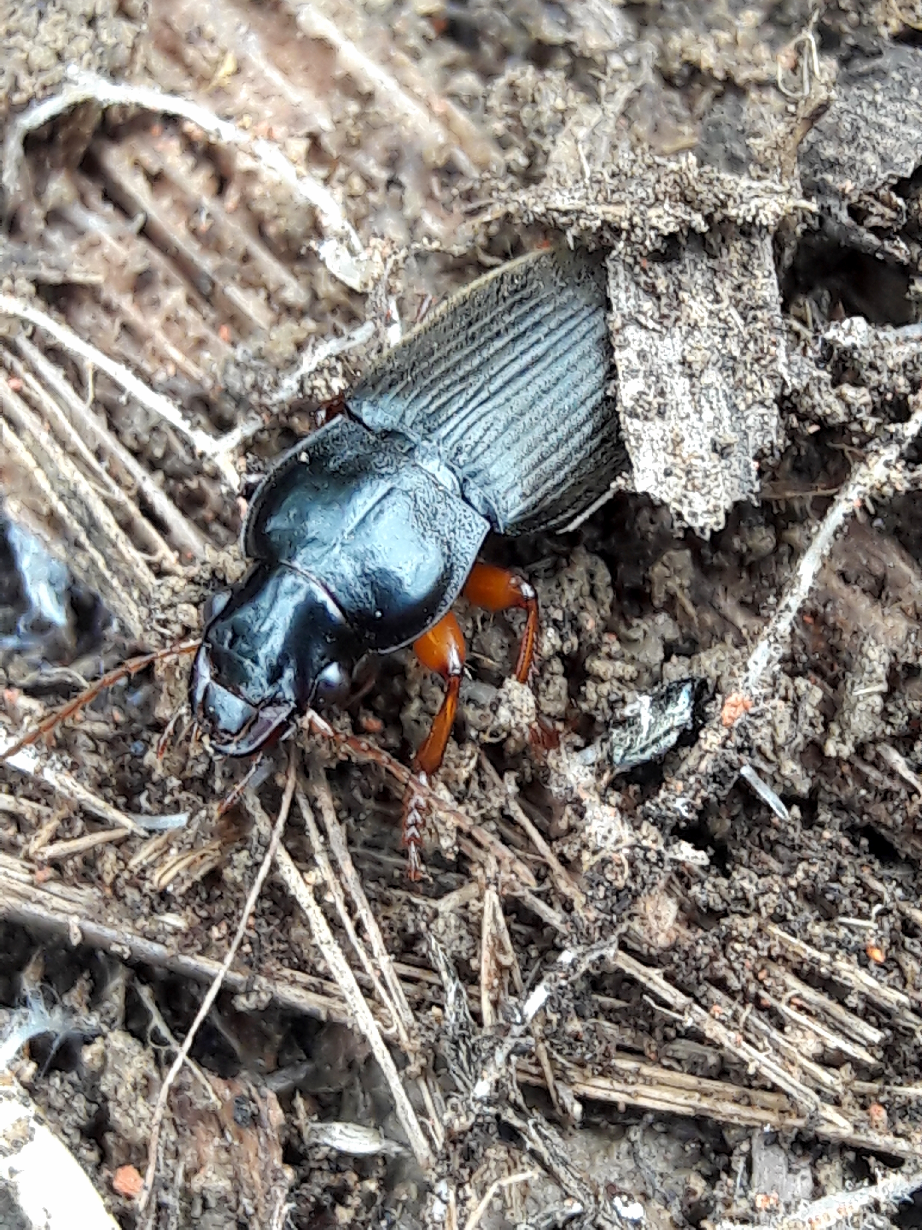Harpalus rufipes - nagy selymesfutó
