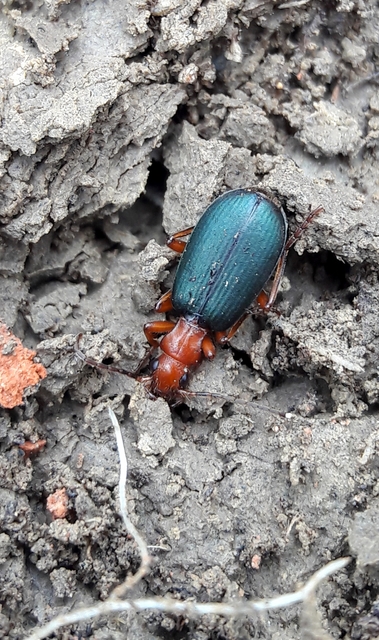 Brachinus crepitans - nagy pöfögőfutrinka