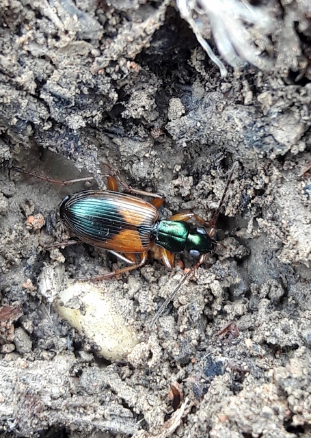 Anchomenus dorsalis - hátfoltos kisfutó
