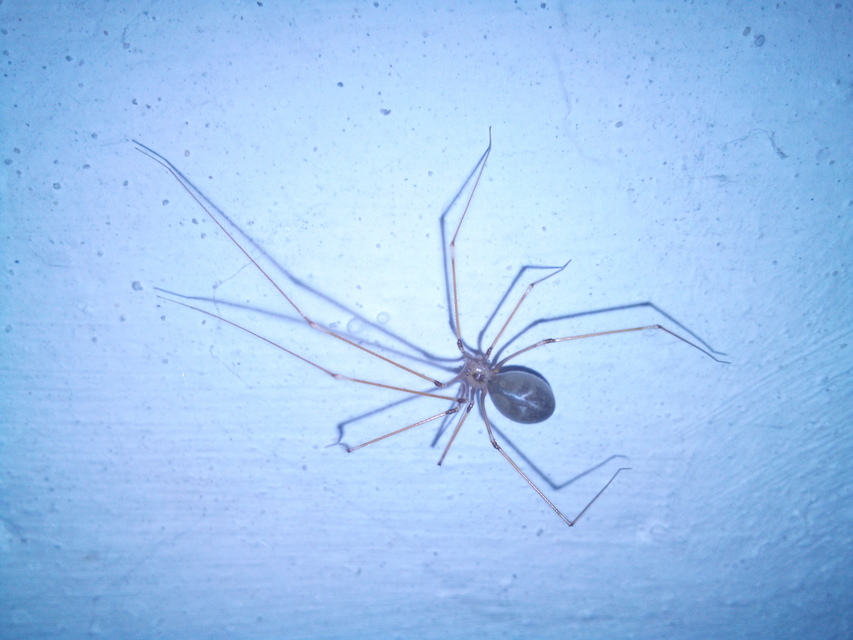 Pholcus phalangioides - nagy álkaszáspók