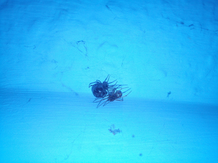 Steatoda triangulosa - háromszöges faggyúpók