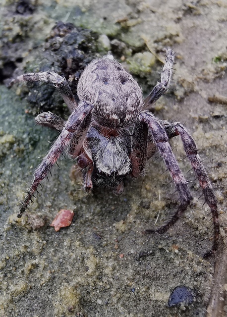 Larinioides ixobolus - ereszalji keresztespók