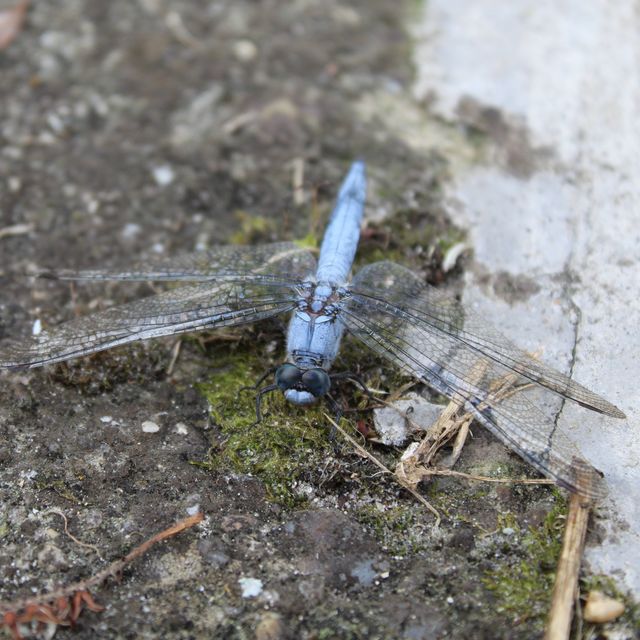 Orthetrum brunneum - pataki pásztorszitakötő