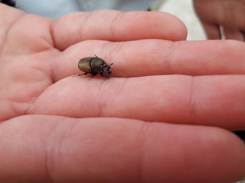 Onthophagus coenobita - rezes trágyatúró