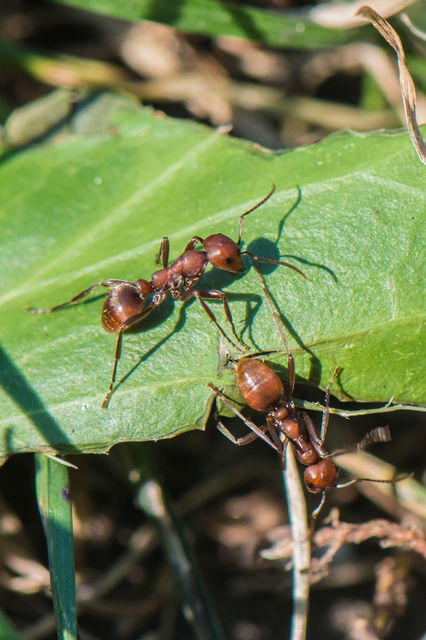 Polyergus rufescens - amazonhangya