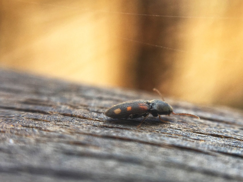Drasterius bimaculatus - változékony pattanó