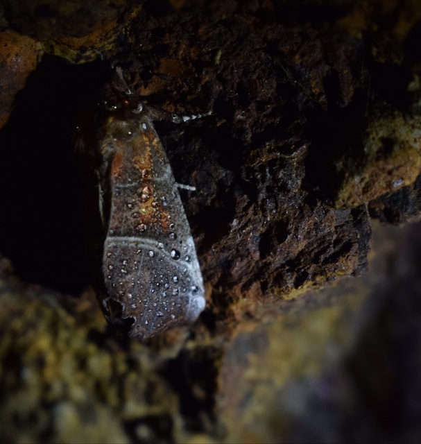 Scoliopteryx libatrix - vörös csipkésbagoly