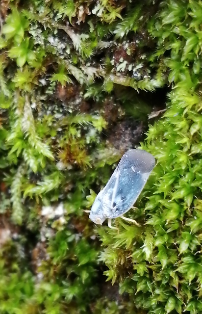 Metcalfa pruinosa - amerikai lepkekabóca