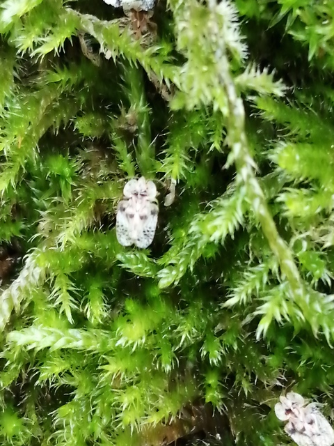 Corythucha arcuata - tölgy-csipkéspoloska