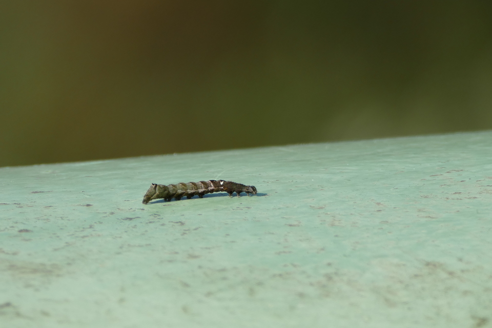 Abrostola triplasia - közönséges csalánbagoly