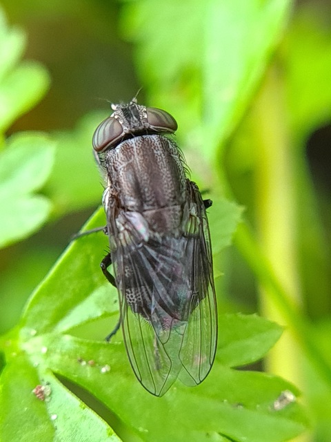 Stomorhina lunata - sáskaparazita légy