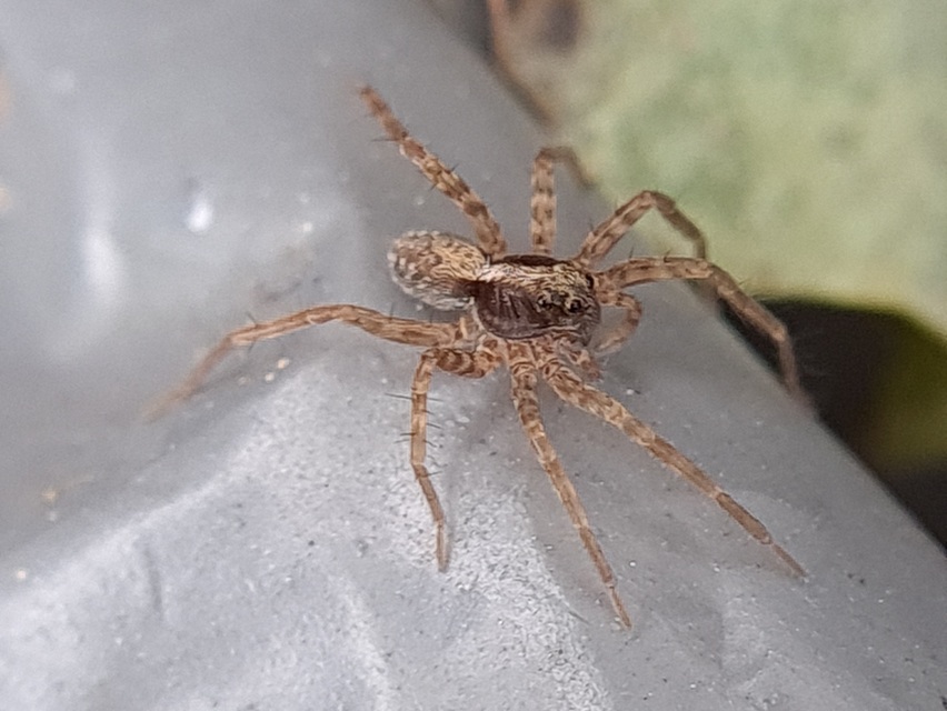 Pardosa alacris/lugubris