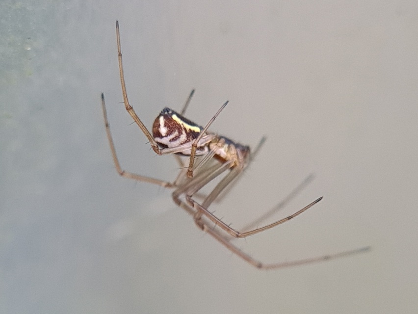Neriene radiata - szegélyes vitorláspók