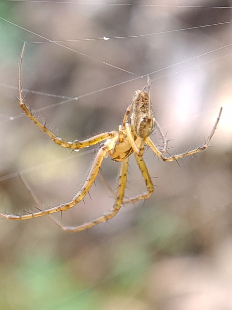 Metellina segmentata/mengei