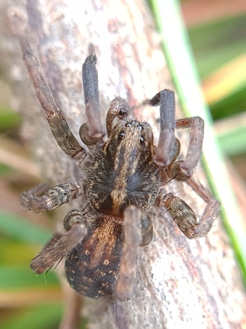 Trochosa