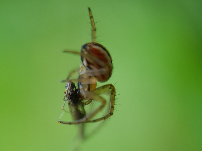 Mangora acalypha - réti keresztespók